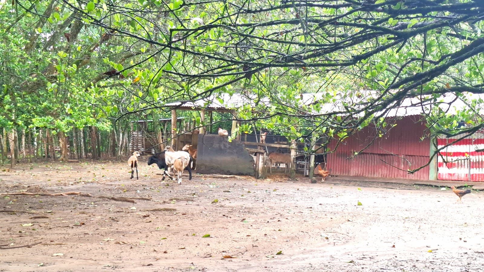 Rancho DF — Pasadía de campo con piscina en Monte Plata